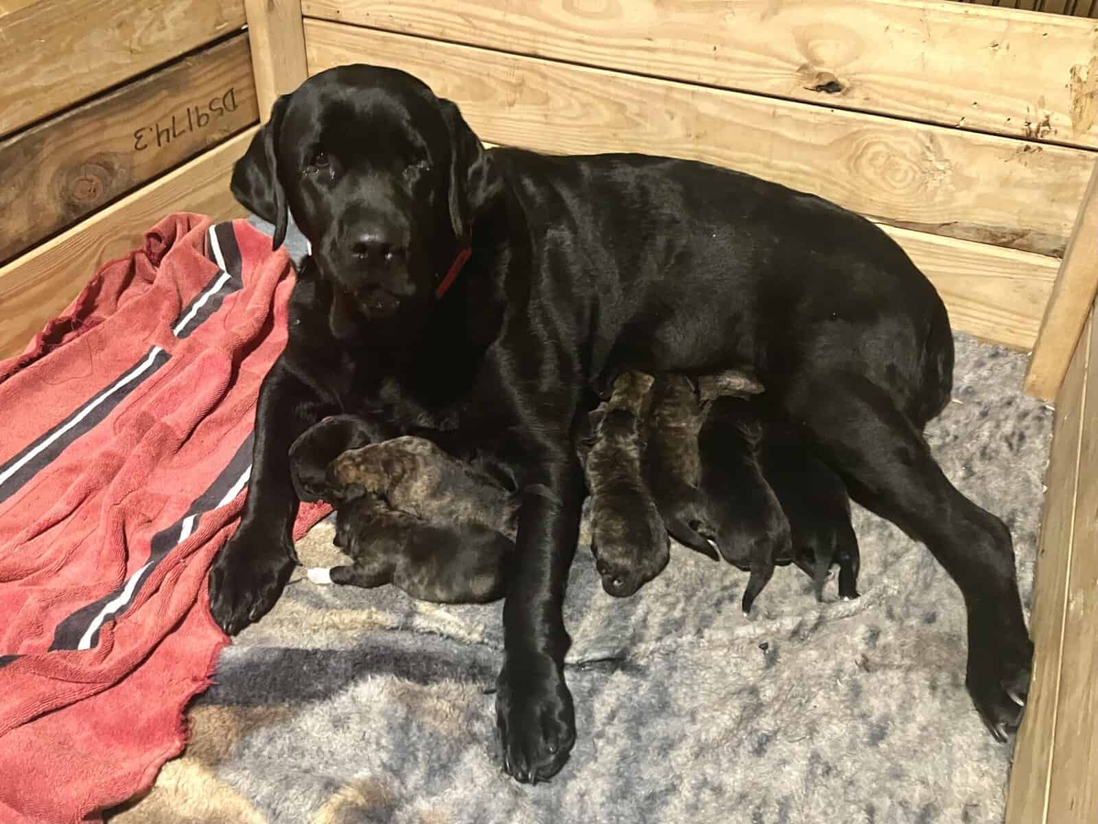 Pyrador Puppies! image 9