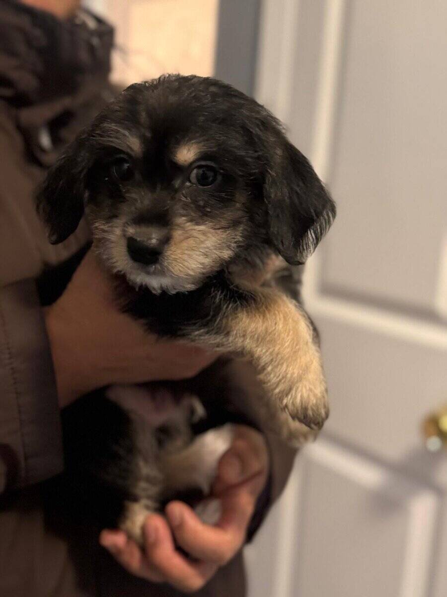 2 Puppies for sals image 1