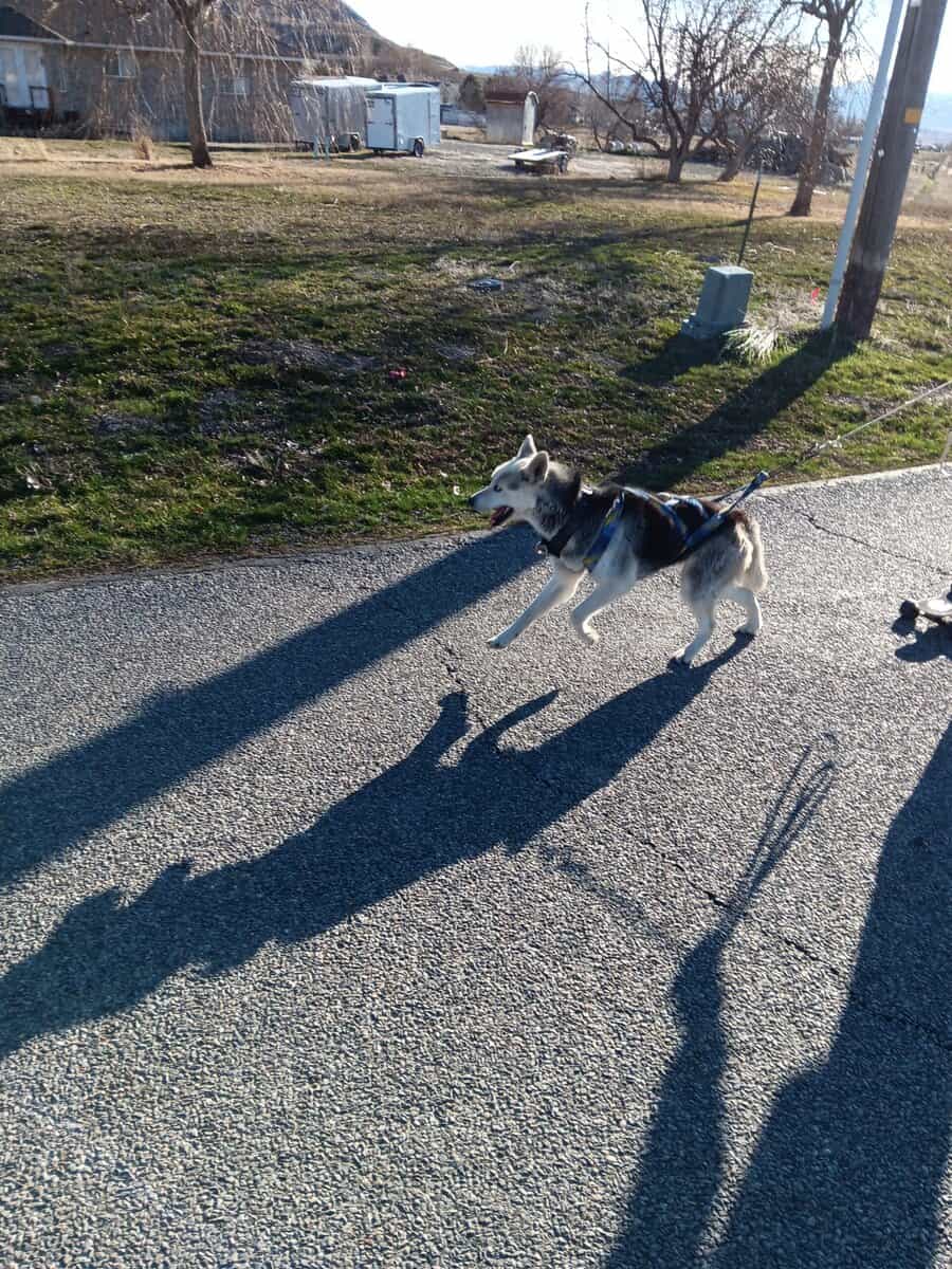 Husky image 1