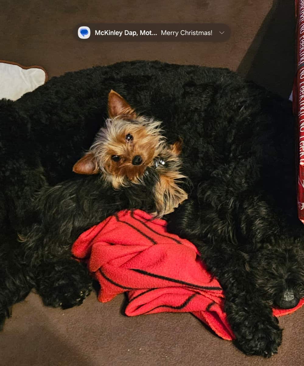 Mini Yorkie (male) image 4