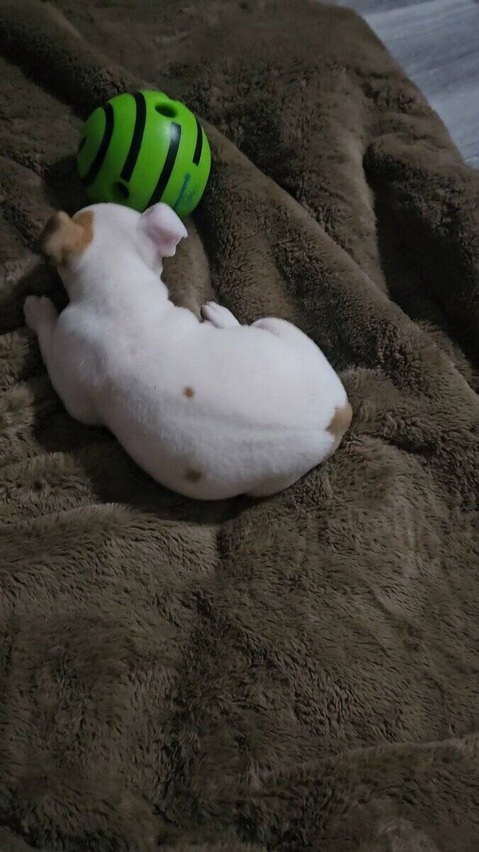 Ioeba registered Olde English Bulldogge image 4