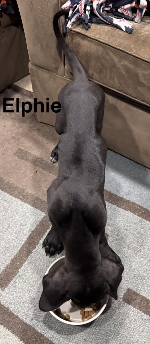 10 week old Great Dane pup image 2
