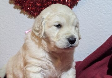 Litter of 7 BEAUTIFUL golden retrievers!