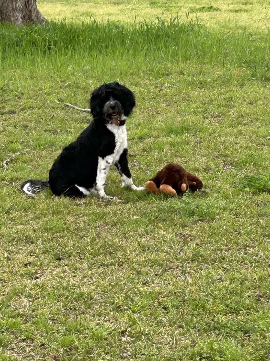 Puppies soon to arrive! image 3