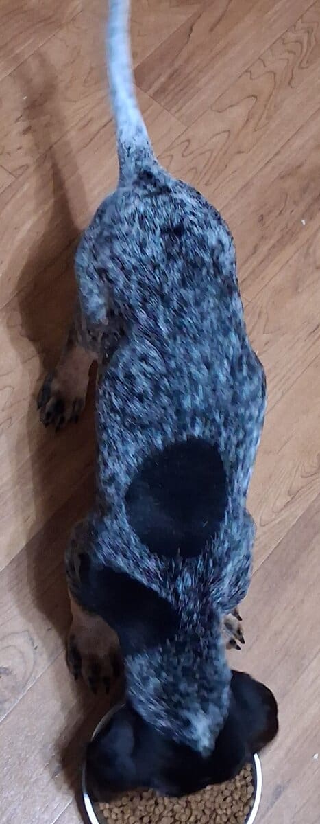 UKC Bluetick Coonhound image 3