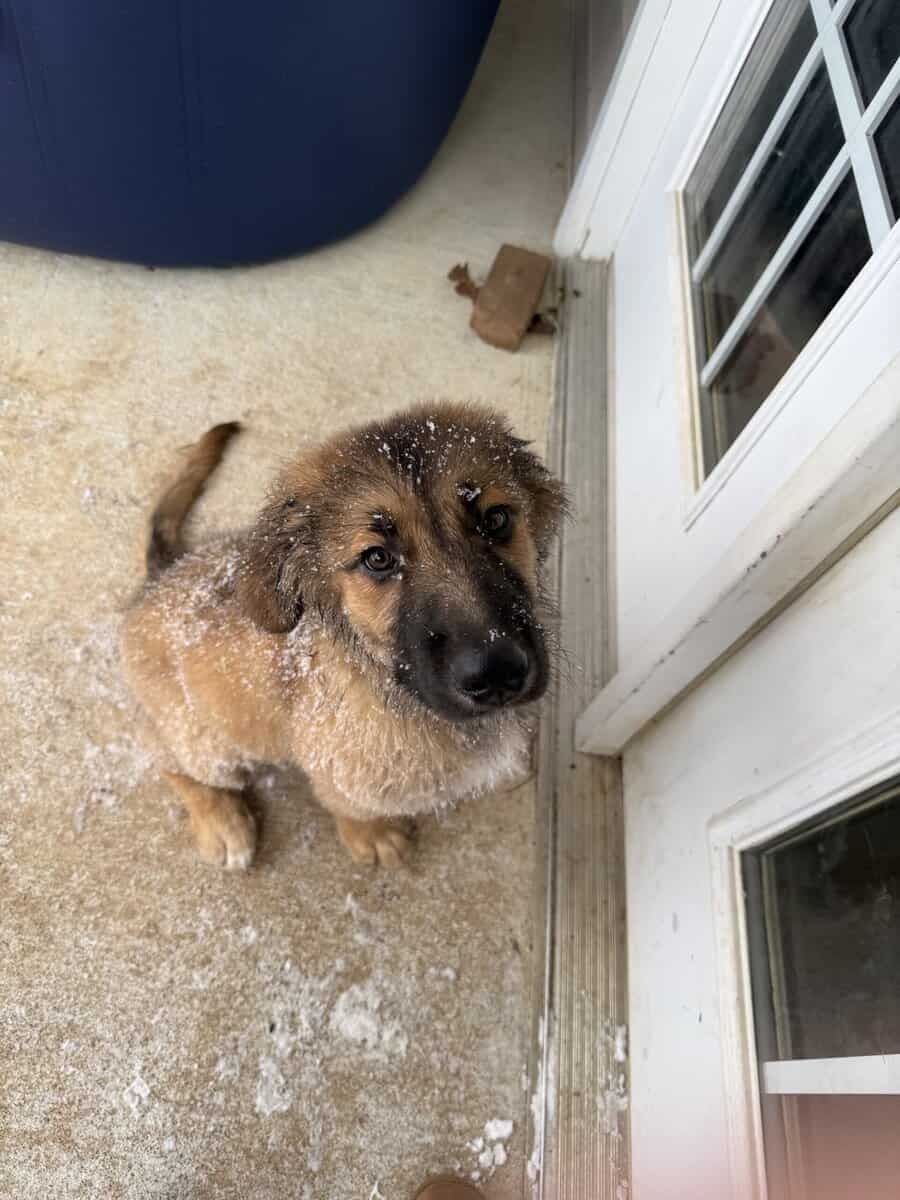 Great Pyrenees/golden retriever/ shepherd mix image 2