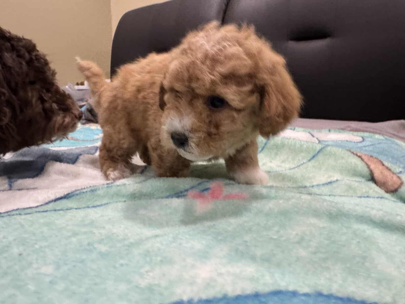 HAVAPOO puppies image 5