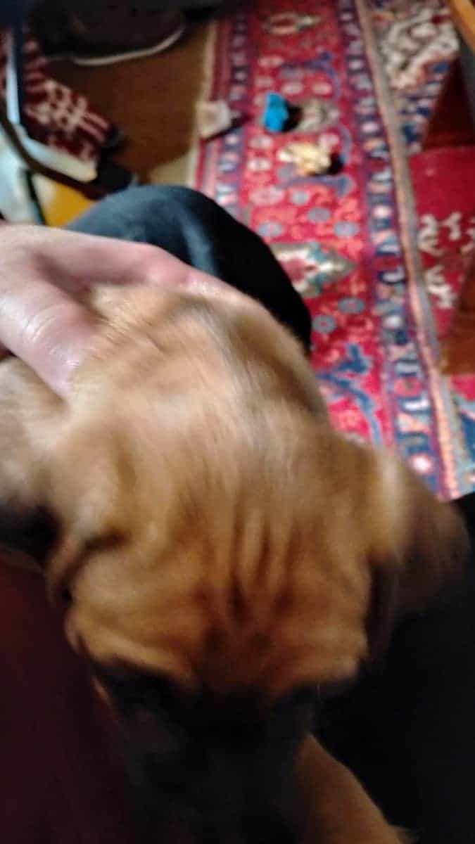 4 Chug puppies for sale $300 image 14