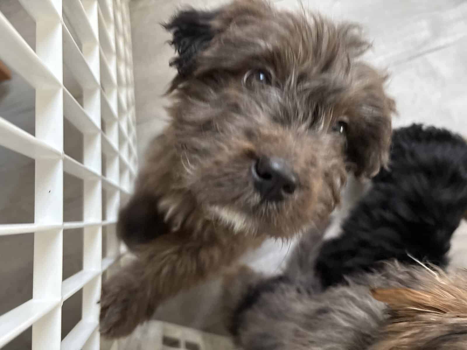 Doodle Puppies image 3