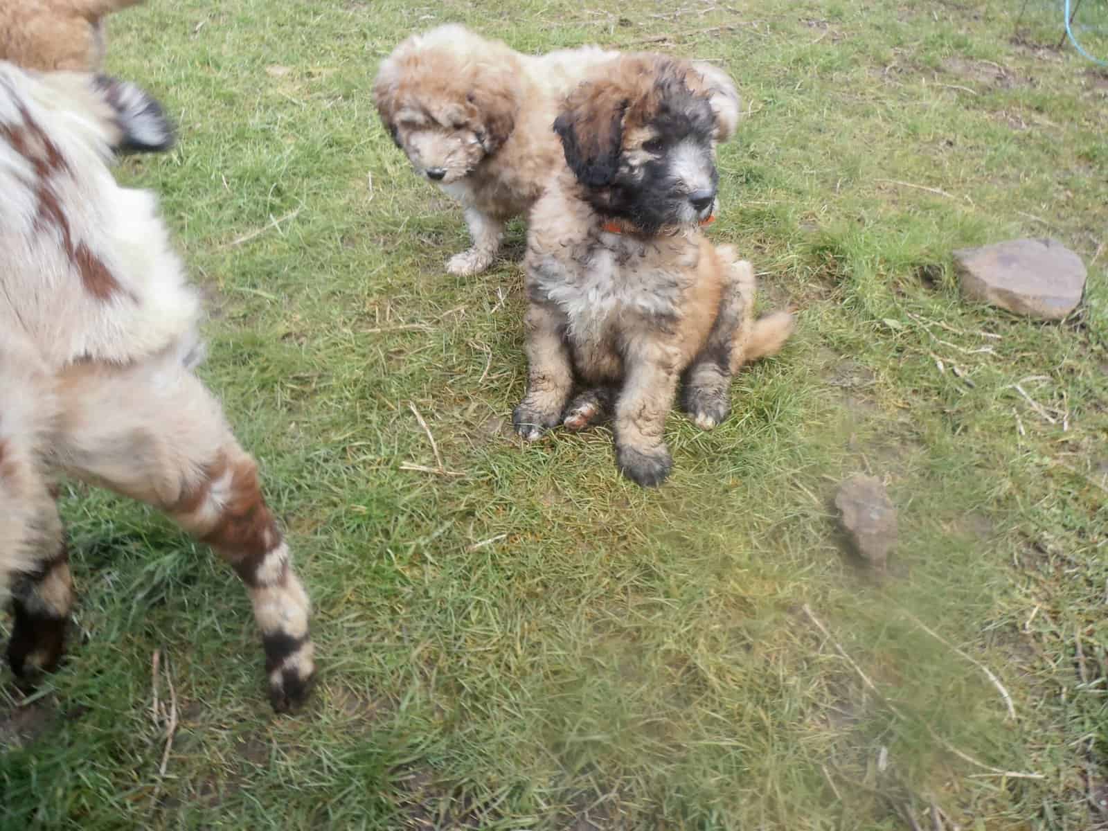 Livestock and Companion Guardian puppies dog image 2