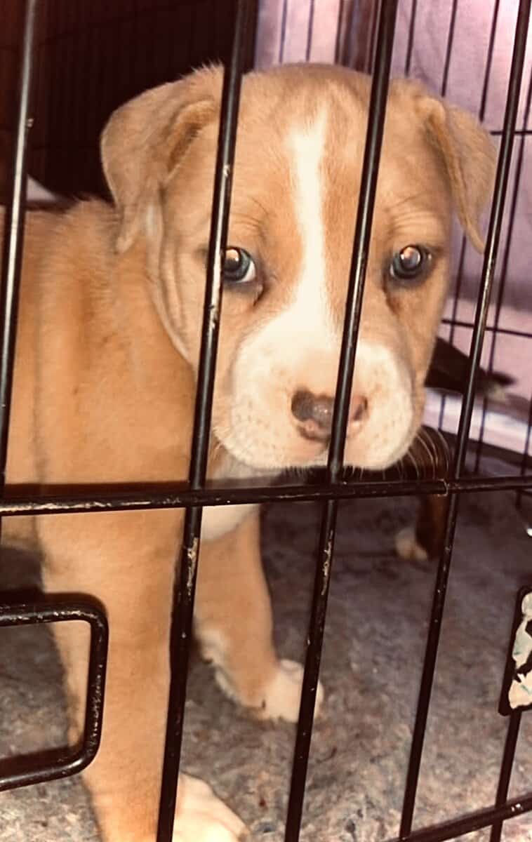 PitBull Puppies image 6