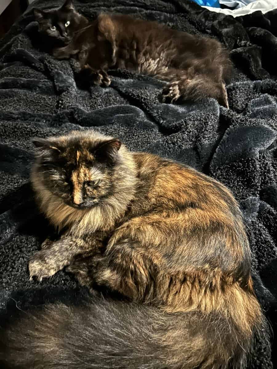 Mane Coon mix image 3