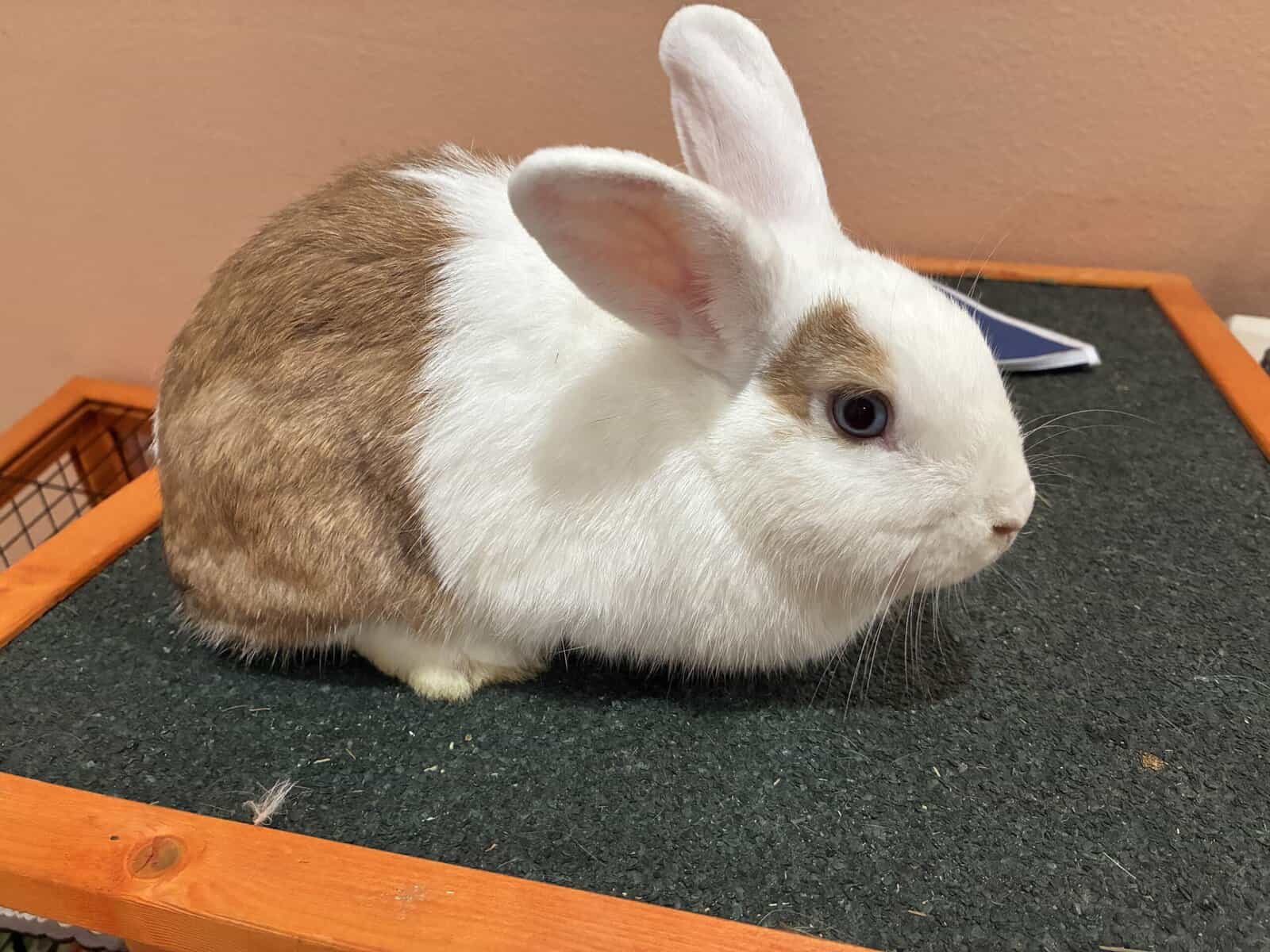bonded female rabbit pair image 2