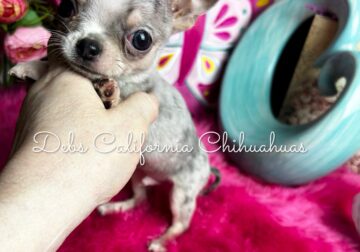 Debs Chihuahuas California GIZMO