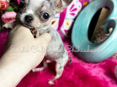 Debs Chihuahuas California GIZMO