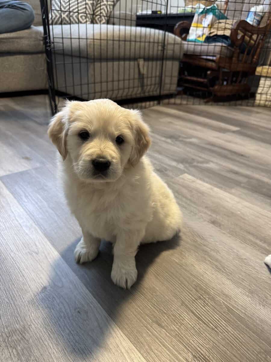 Golden Pyrenees puppies image 2