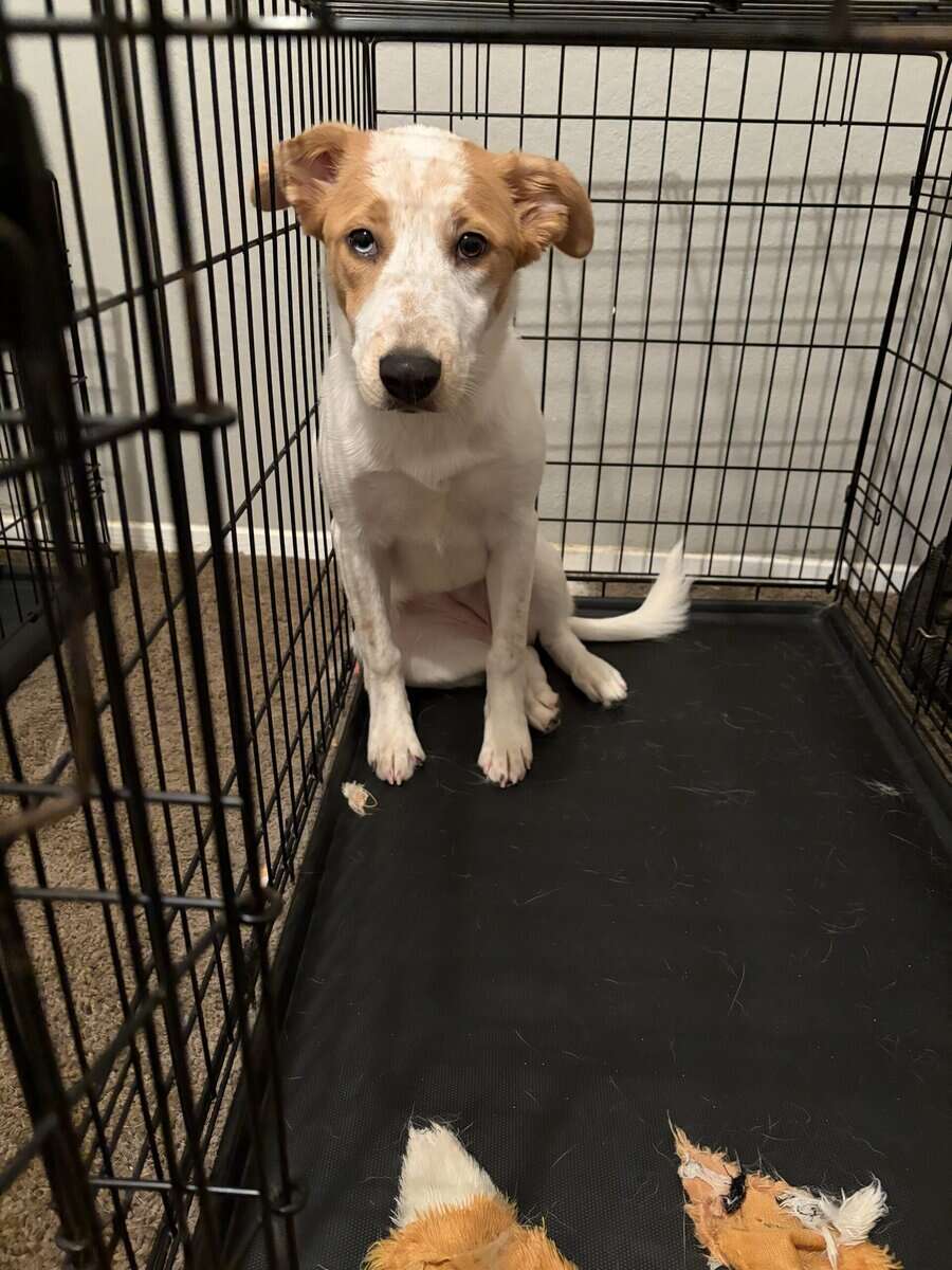 F Australian Shepherd/ Cattle Dog Puppy image 2