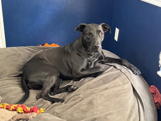 Looking to be only fur baby image 1