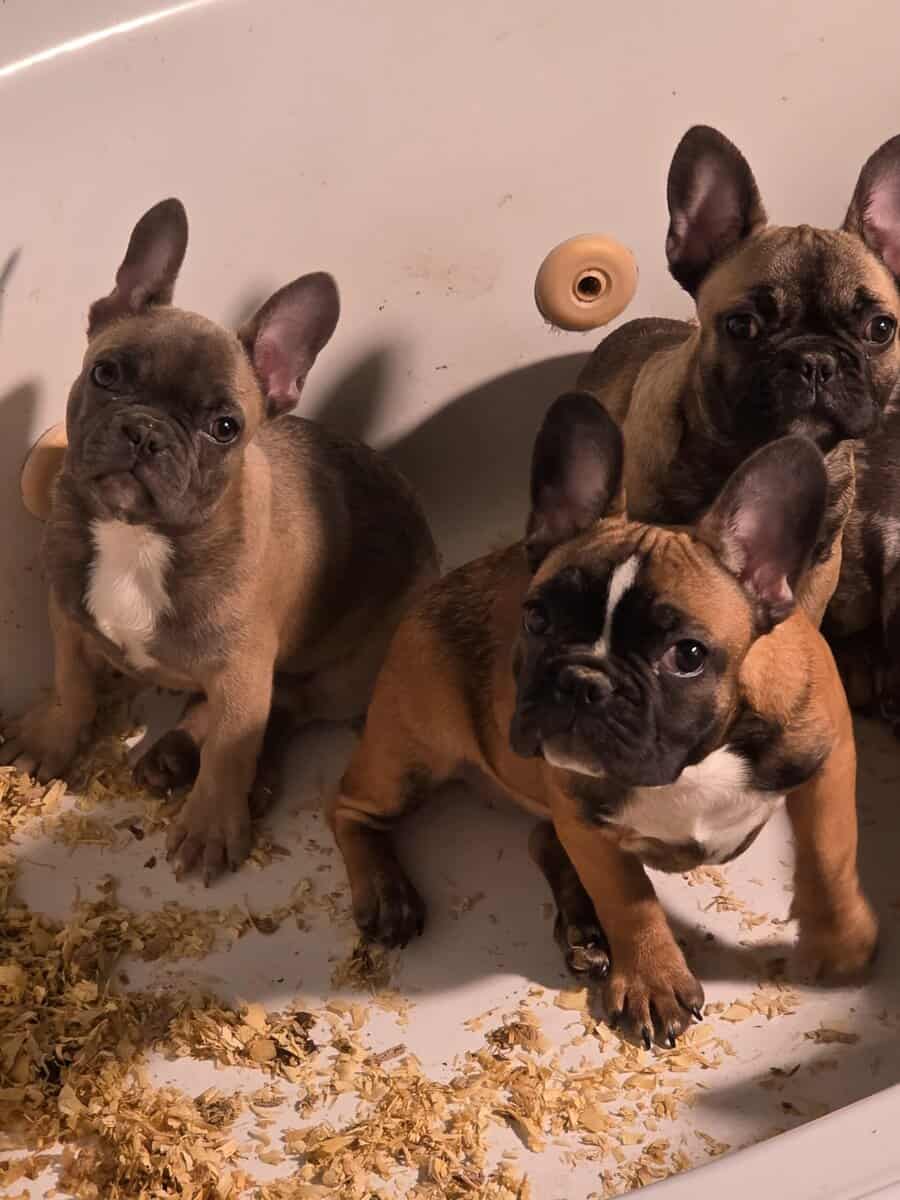 Frenchie image 1
