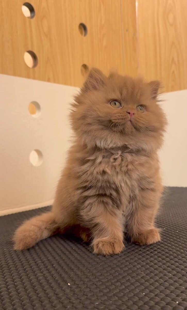 TICA Registered Persian Kitten image 2