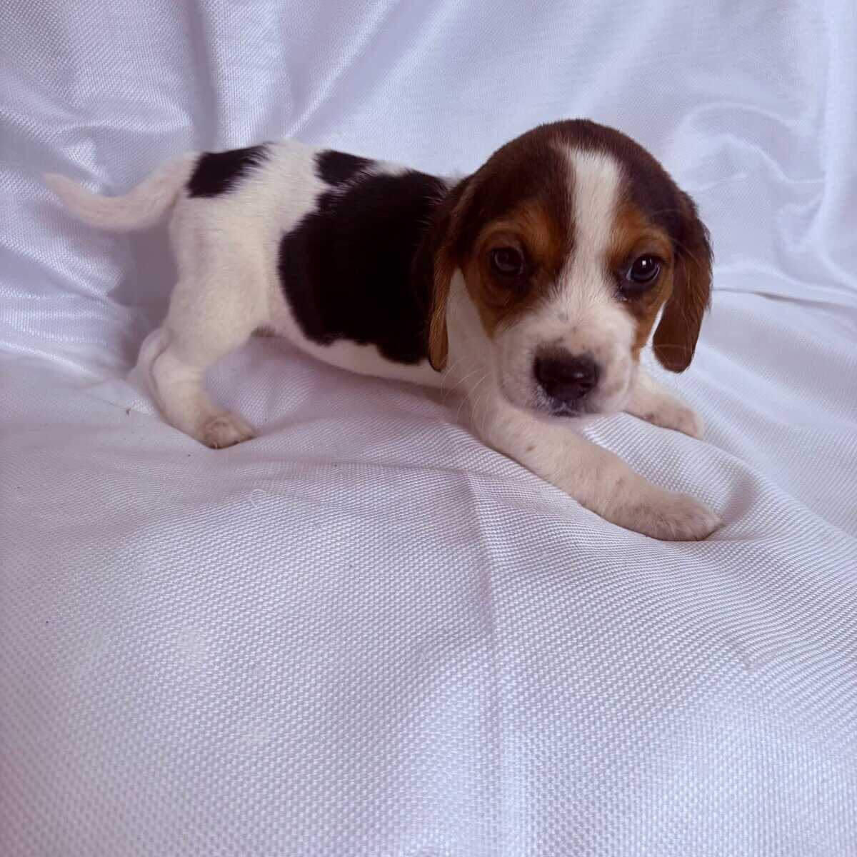 6 week female beagle pup with red collar image 1