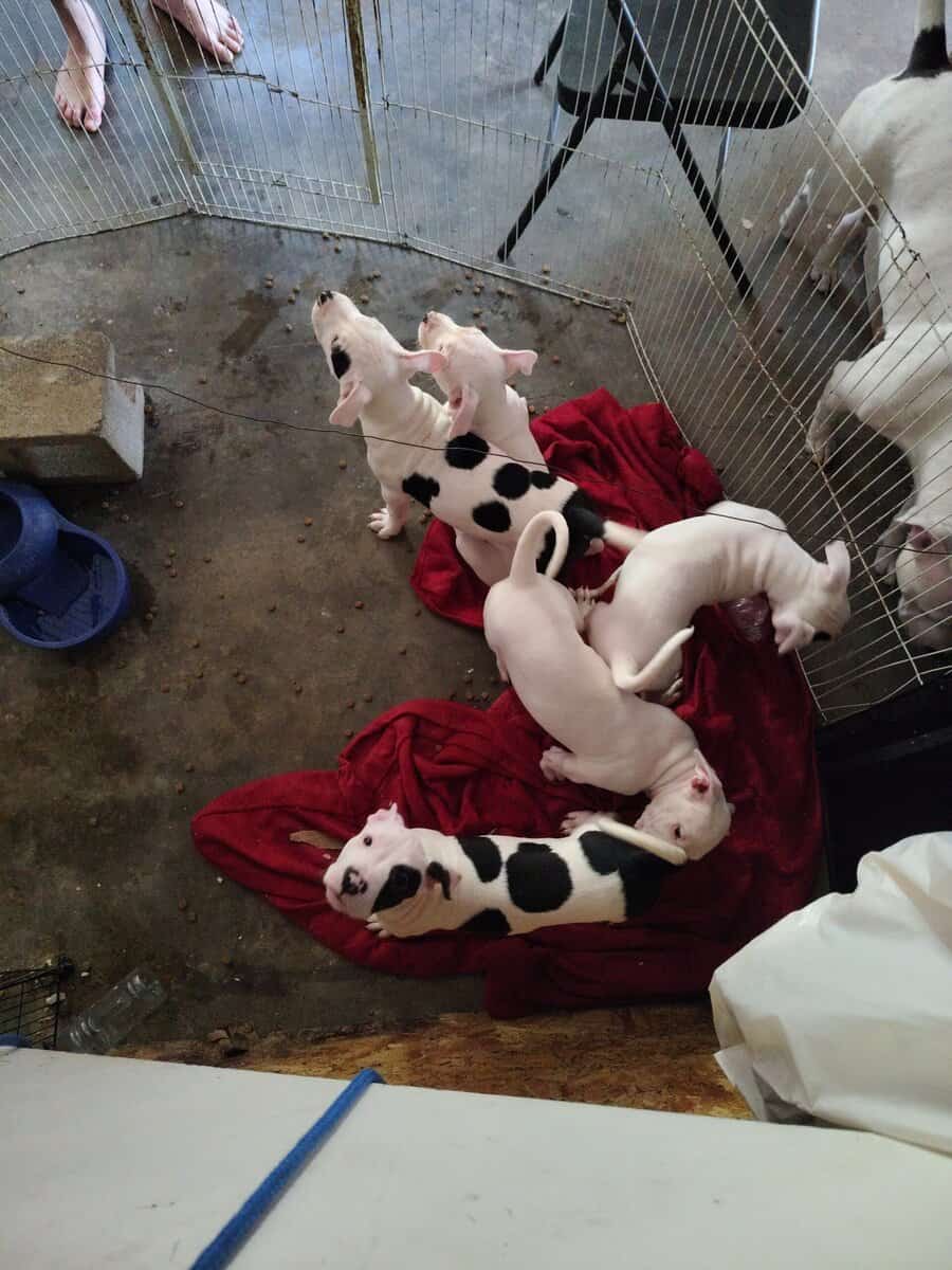 10 Week Dogo Argentino/ Colby Pitbull Puppies image 2