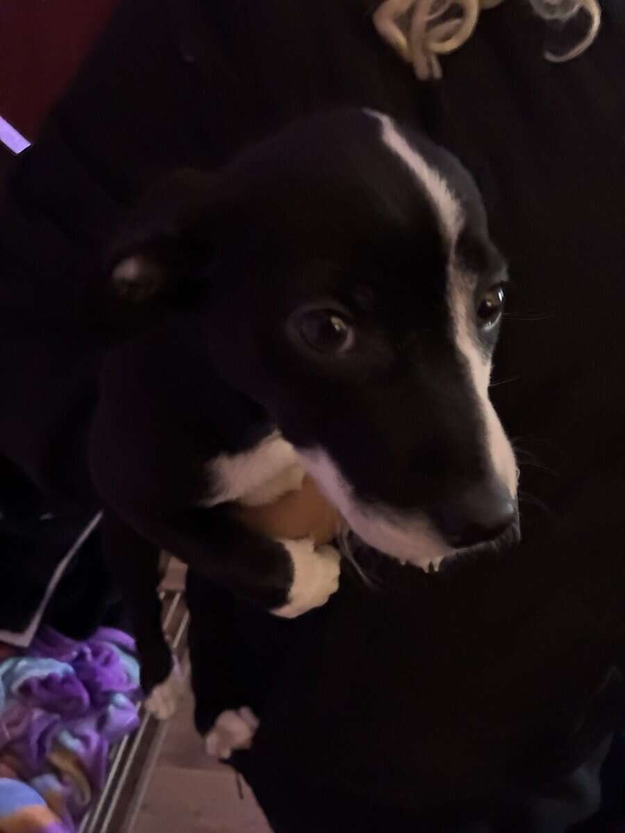American pitbull puppy for sale image 2