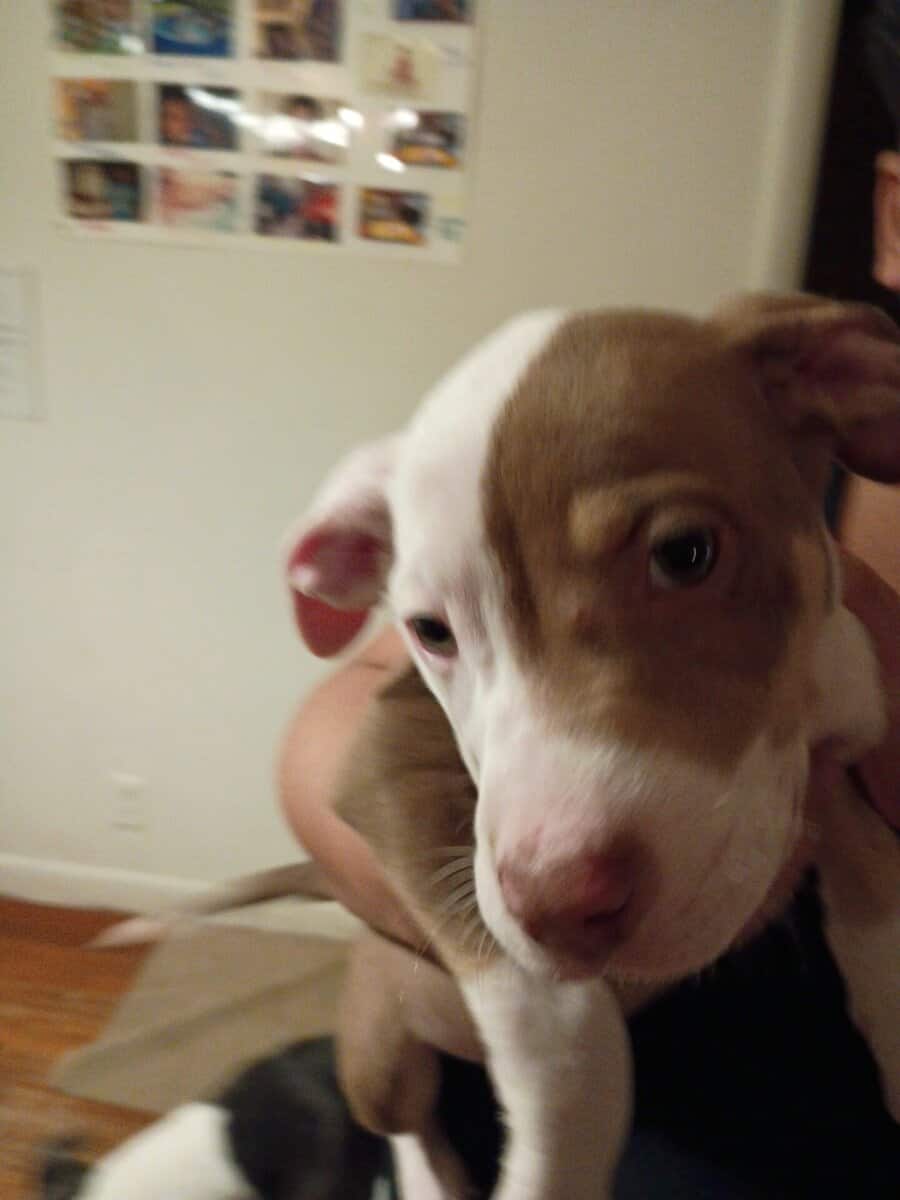 adorable pit bull puppies image 5