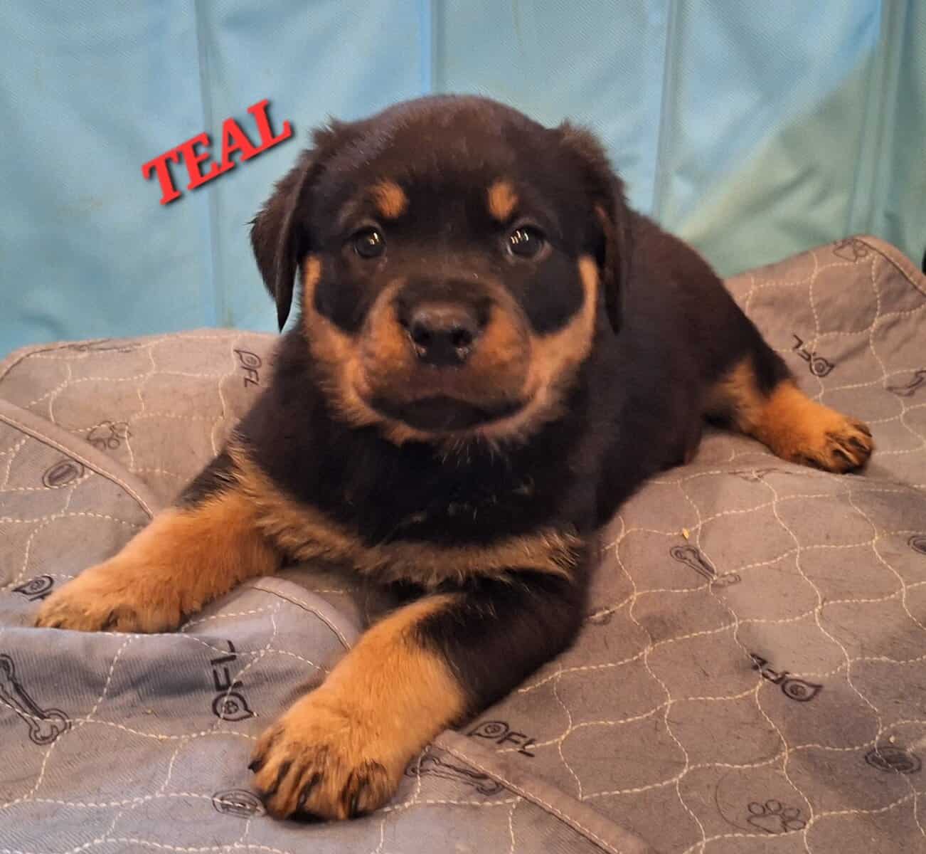 Registered Rottweiler puppies image 6