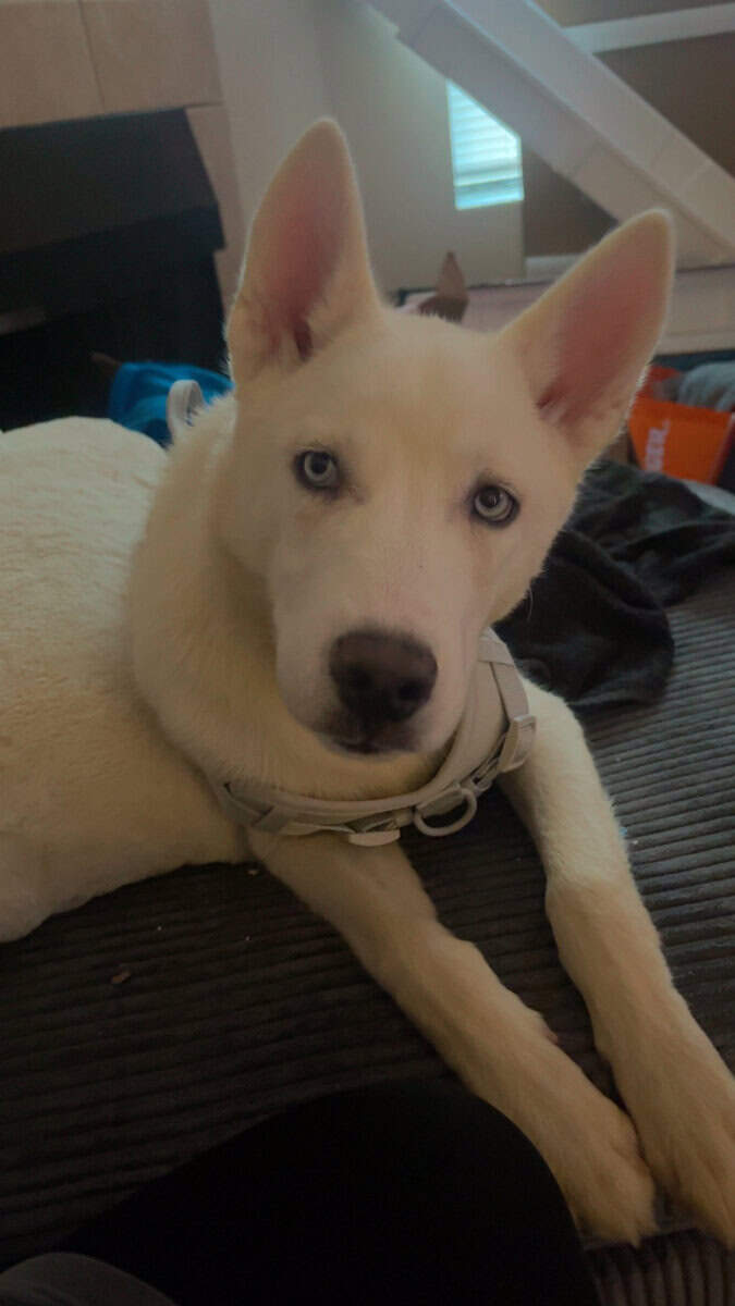 Rehoming our husky storm image 9