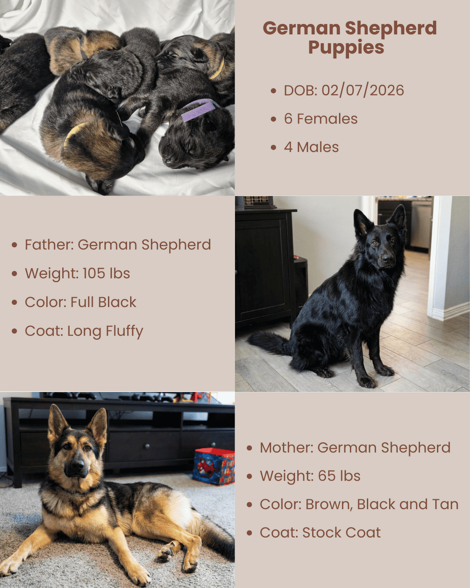 German Shepherd Puppies image 2