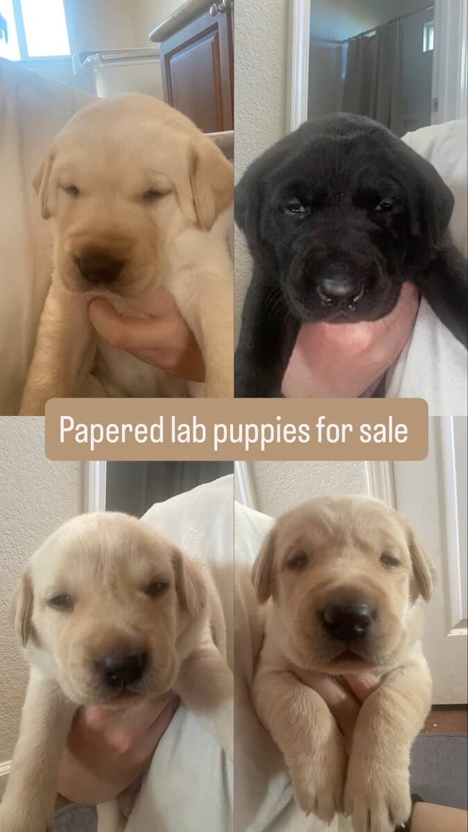 Lab Puppies For Sale image 9