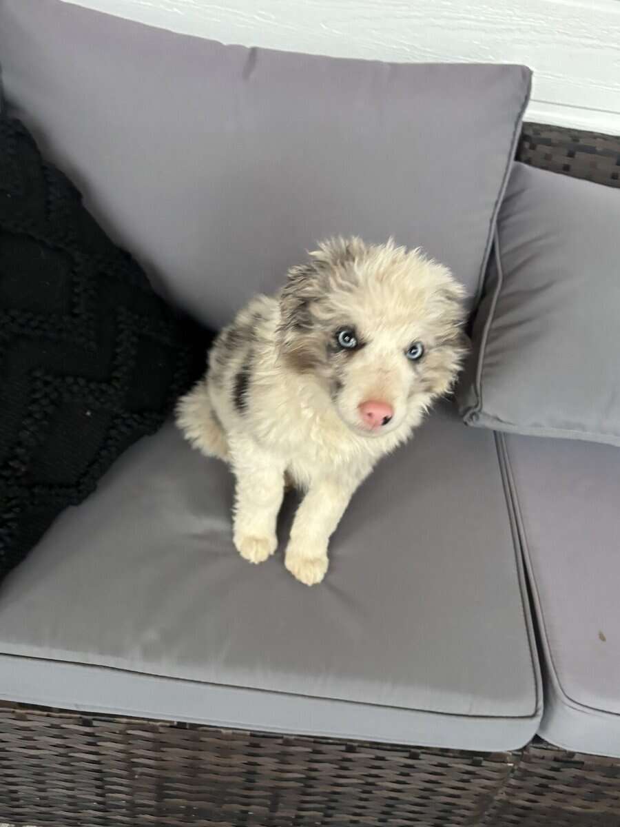Blue Merle Border Collie Puppy Male image 2