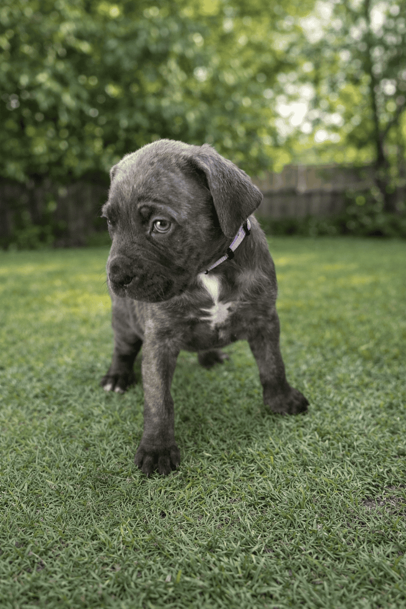 Cane Corso puppies image 1