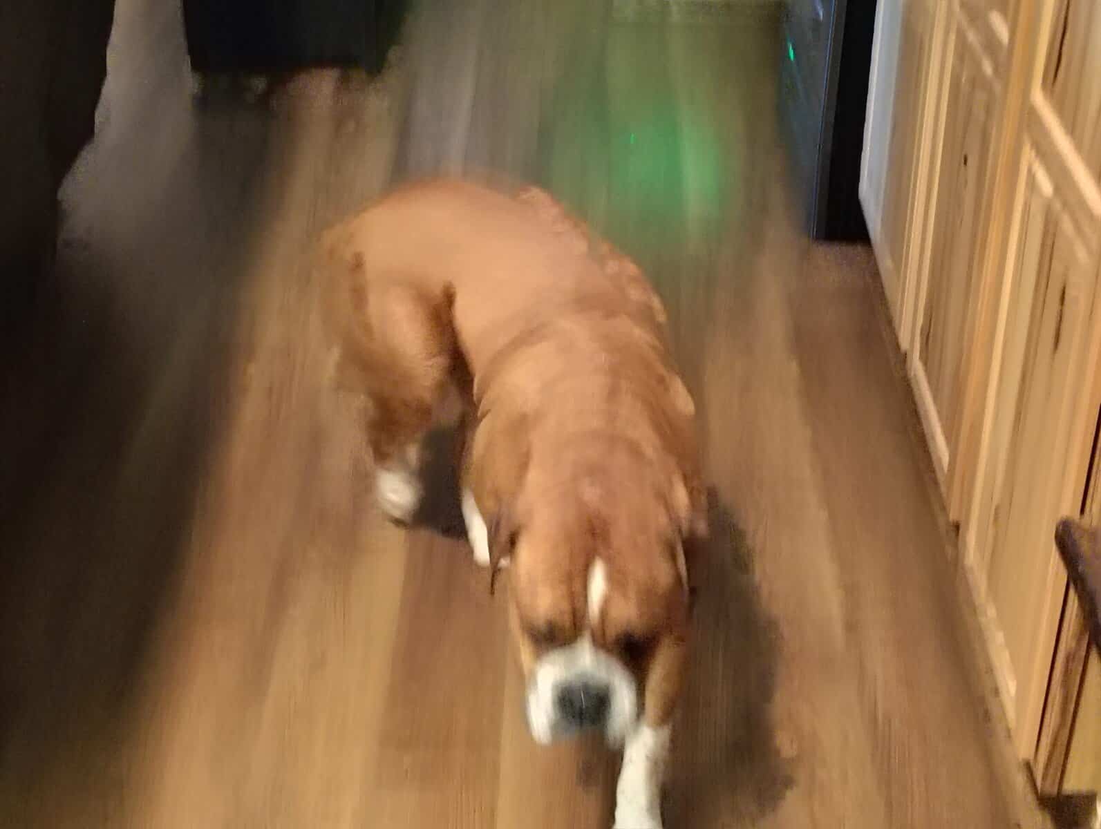 Mack, 3 years old, fully housetrained. image 2