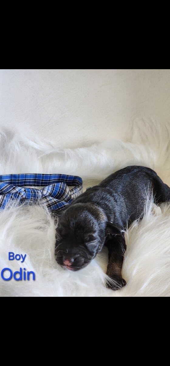 Miniature schnauzer odin image 1