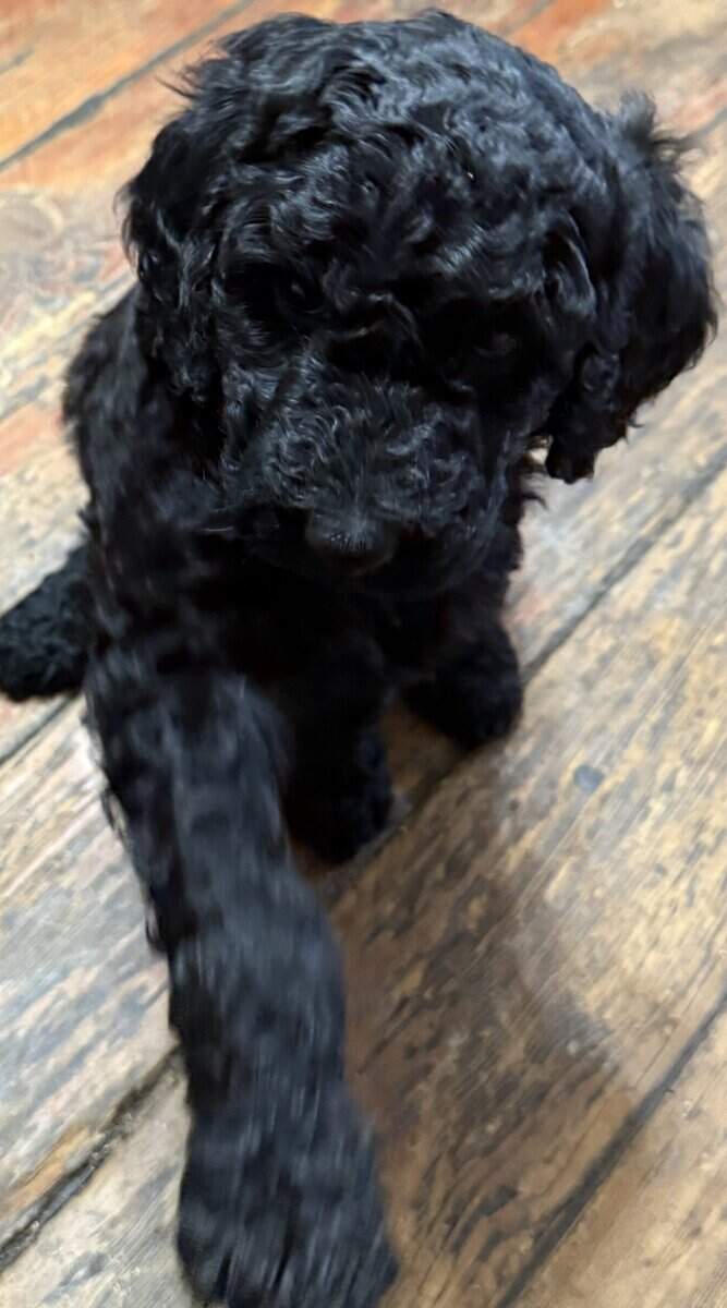 AKC STANDARD POODLE PUPS image 1