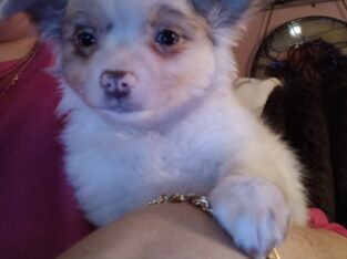 Long Coat Chihuahua Boy Ready to Go!