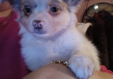 Long Coat Chihuahua Boy Ready to Go!