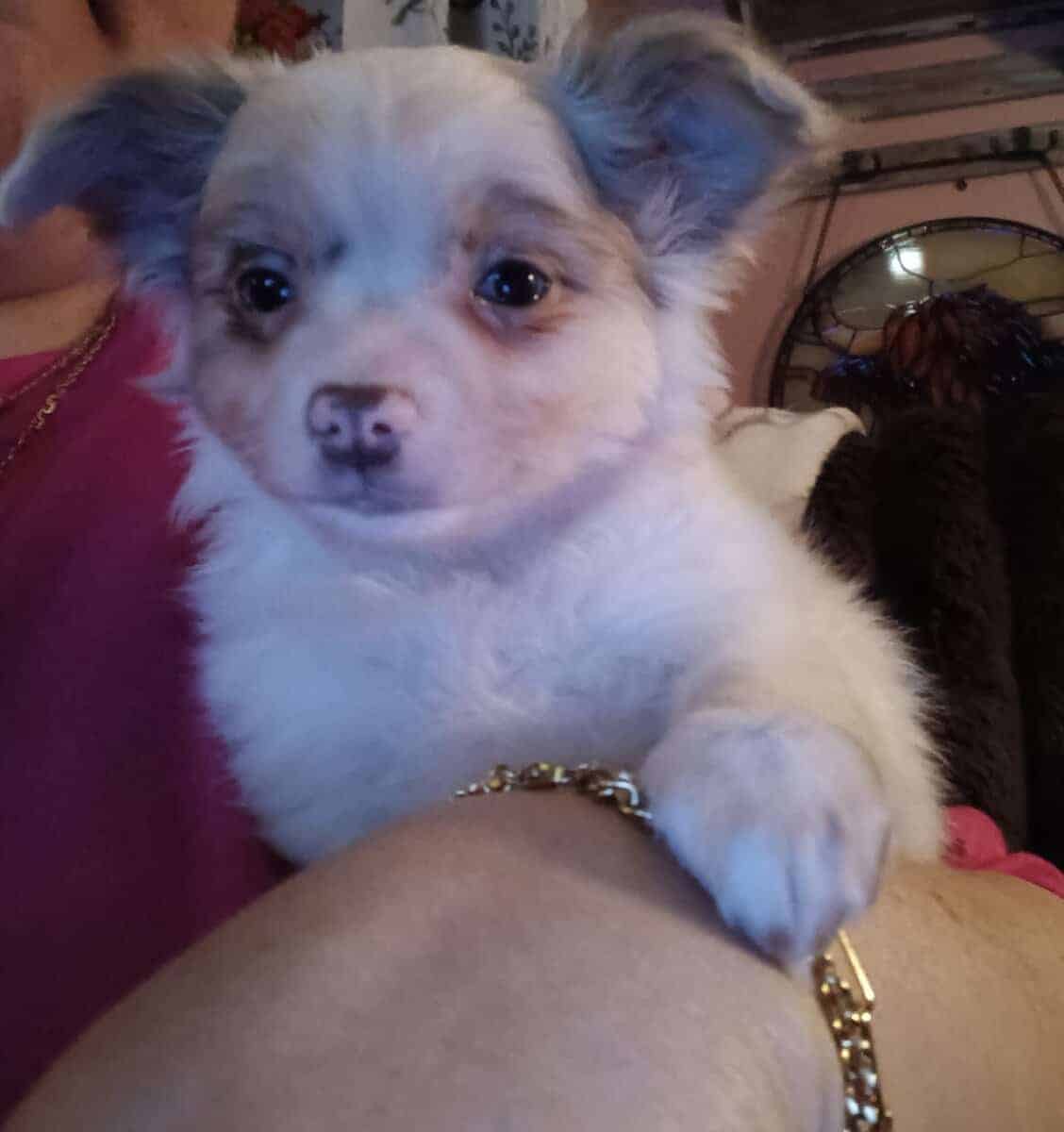 Long Coat Chihuahua Boy Ready to Go! image 1