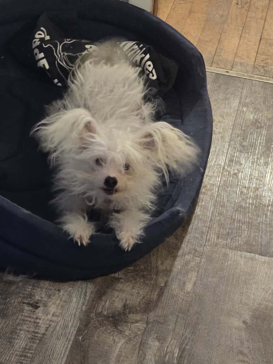 Chinese crested H.H Ship Included image 5