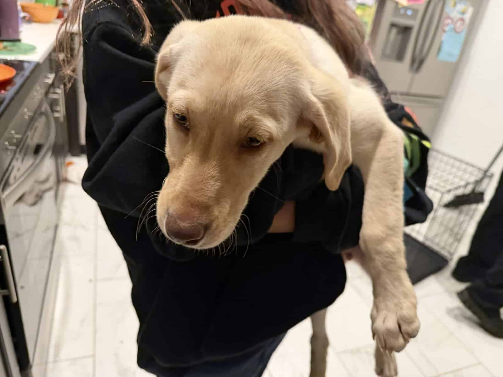 Purebred lab female image 1