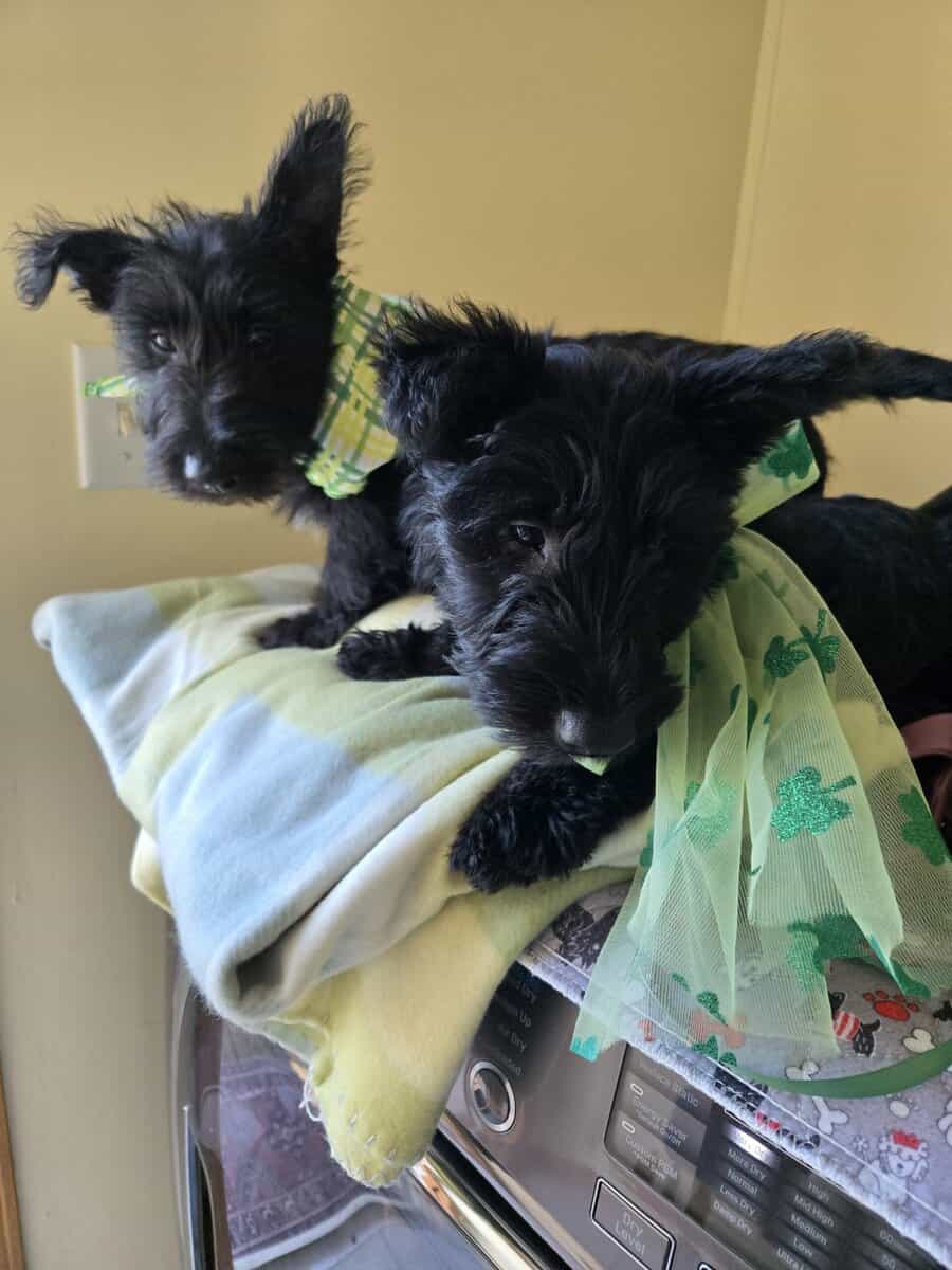 A.K.C Scottish Terroirs Puppis in TX 1 Boy 3 girls image 10