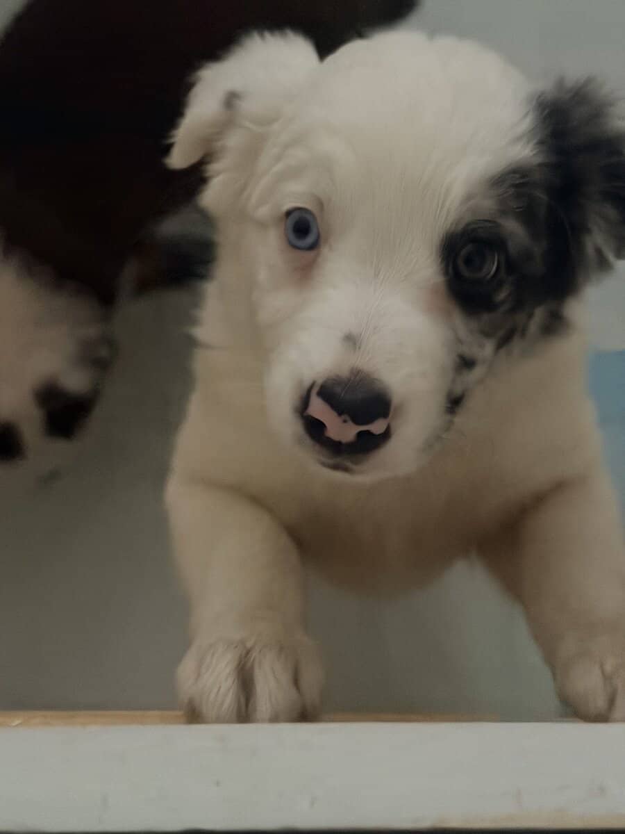 Border Collie Pups - READY NOW! image 2