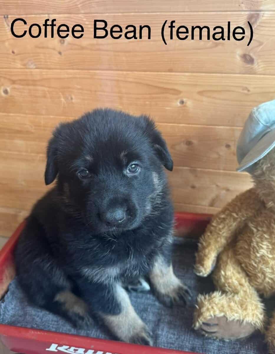 German Shepherd Puppies image 6
