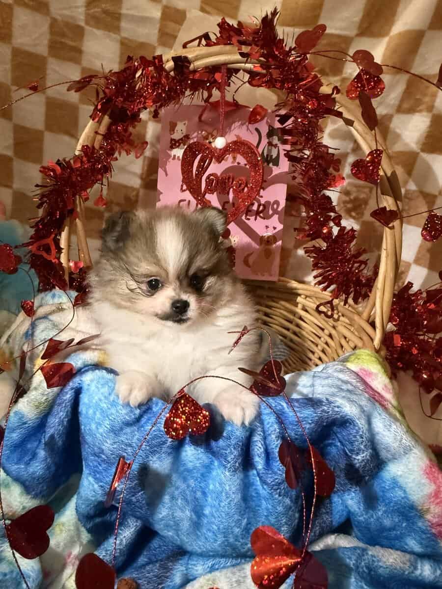 Pomeranian puppy image 1