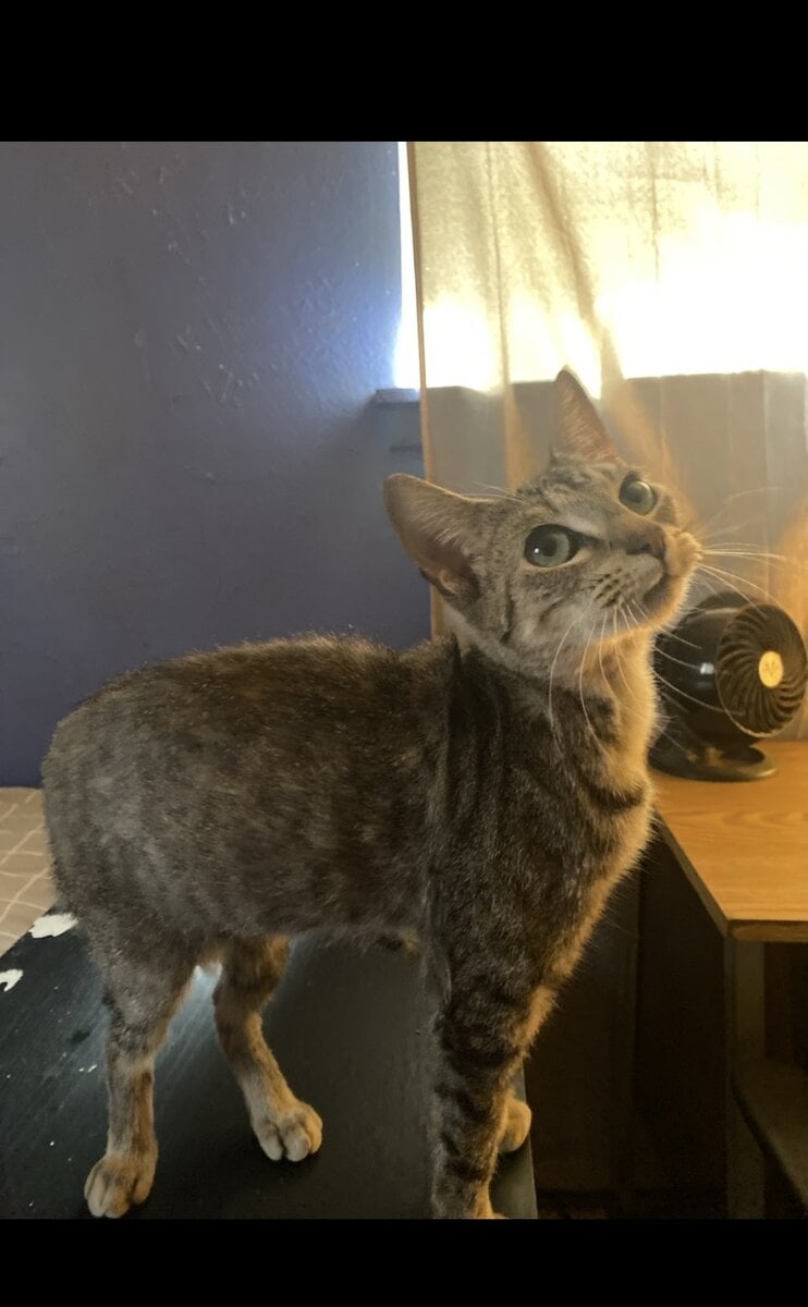 rehome zoey image 1