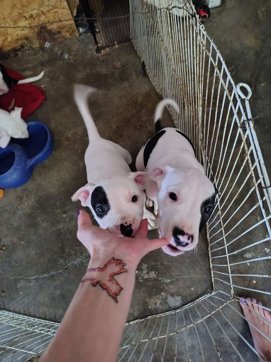 10 Week Dogo Argentino/ Colby Pitbull Puppies image 5