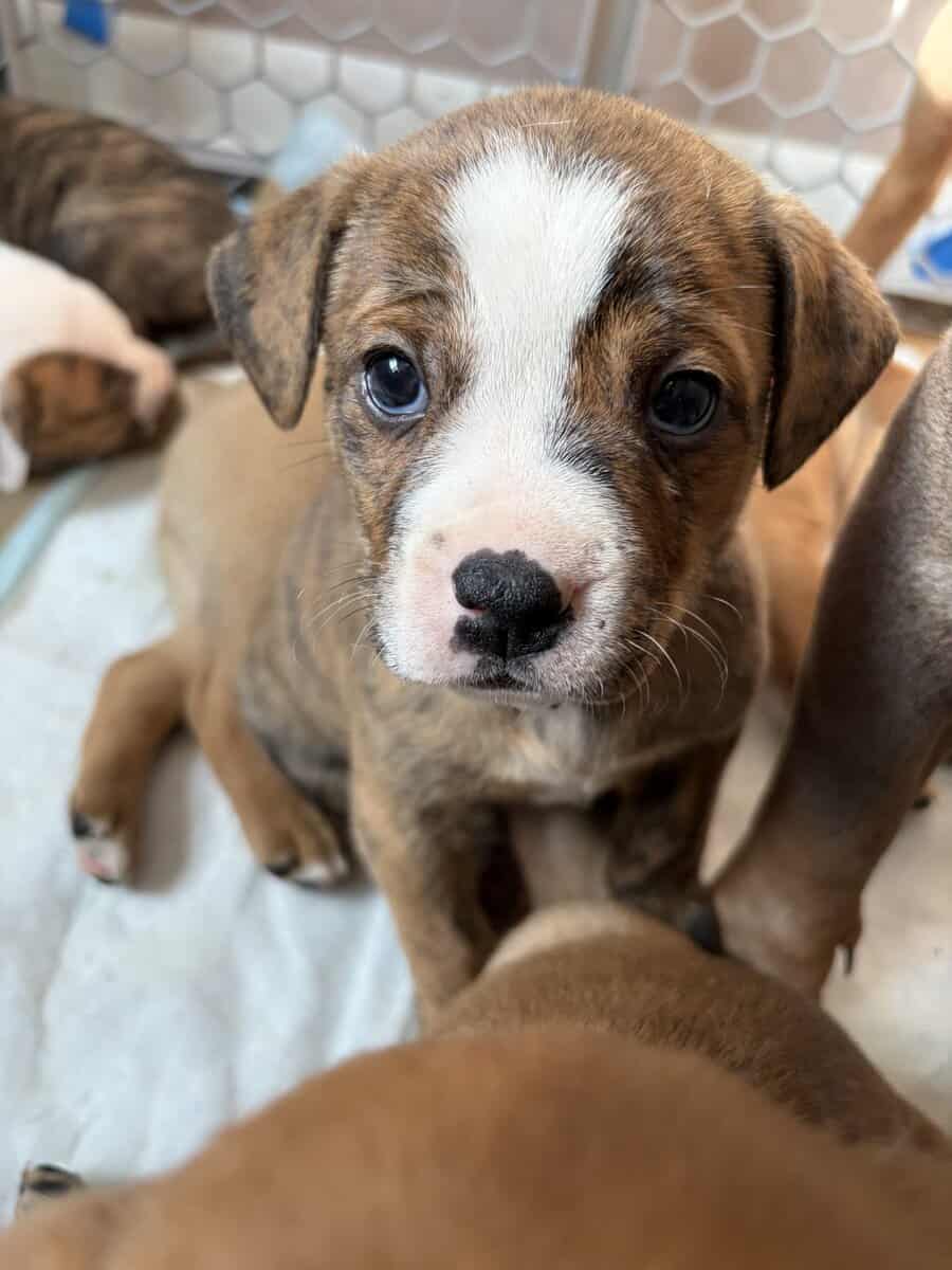 Olde English bulldog puppies image 5