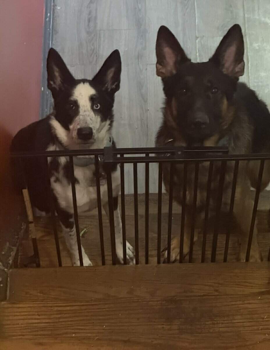 German Shepherd Puppies image 11